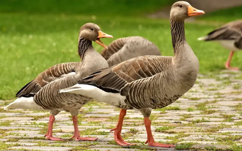Brasil proíbe produção e venda de foie gras em nova legislação ambiental
