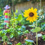 Embrapa oferece curso gratuito sobre hortas comunitárias para a sustentabilidade