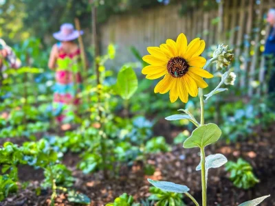 Embrapa oferece curso gratuito sobre hortas comunitárias para a sustentabilidade