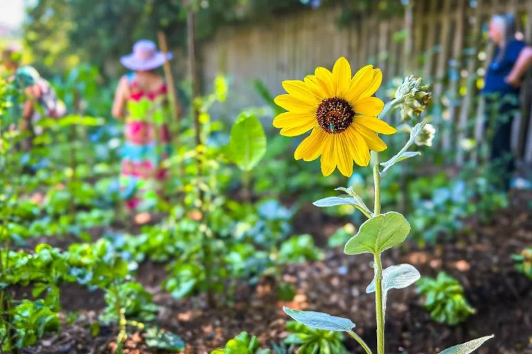 Embrapa oferece curso gratuito sobre hortas comunitárias para a sustentabilidade