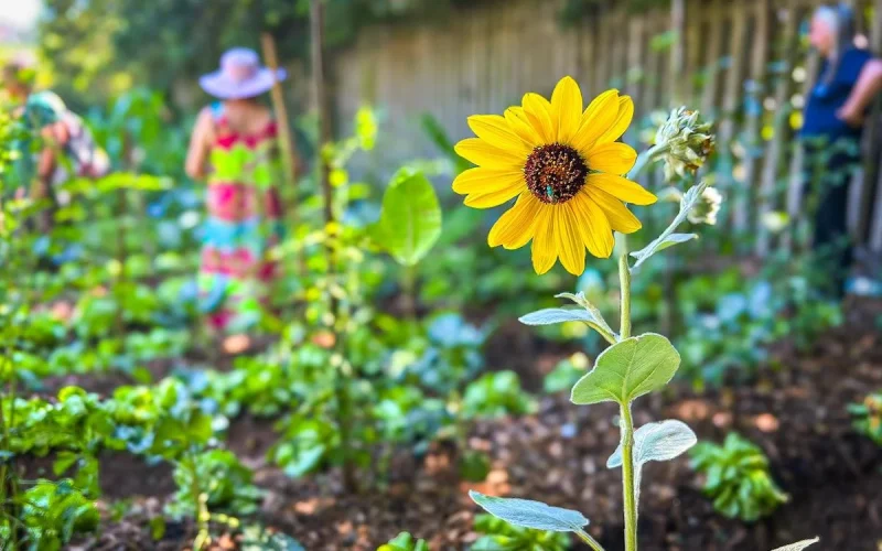 Embrapa oferece curso gratuito sobre hortas comunitárias para a sustentabilidade
