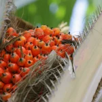 Natura amplia áreas de dendê e promove práticas agroflorestais na Amazônia