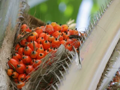 Natura amplia áreas de dendê e promove práticas agroflorestais na Amazônia