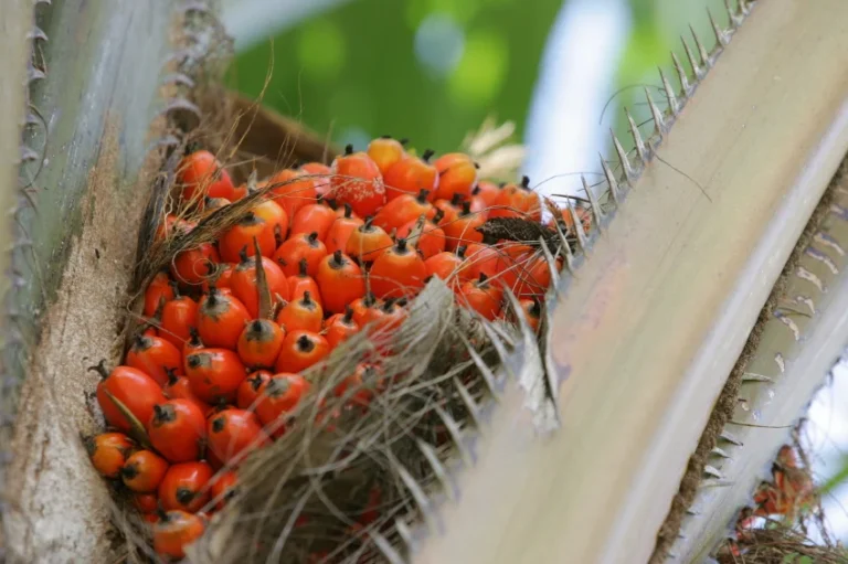 Natura amplia áreas de dendê e promove práticas agroflorestais na Amazônia