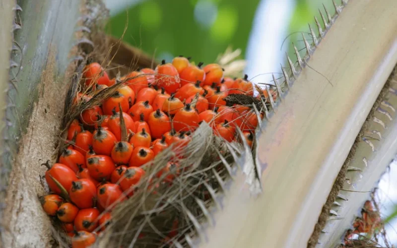 Natura amplia áreas de dendê e promove práticas agroflorestais na Amazônia