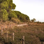 Burros são aliados na prevenção de incêndios florestais na Espanha