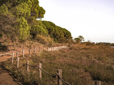 Burros são aliados na prevenção de incêndios florestais na Espanha
