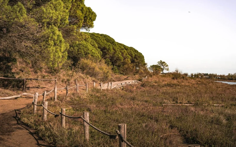 Burros são aliados na prevenção de incêndios florestais na Espanha