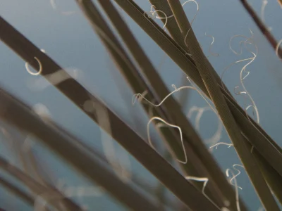 Kimberly-Clark investe em hesperaloe como alternativa sustentável à madeira