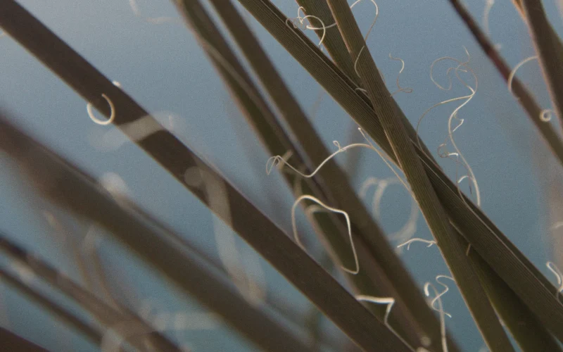 Kimberly-Clark investe em hesperaloe como alternativa sustentável à madeira