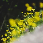 Cidades transformam terrenos urbanos em hábitats para flores silvestres