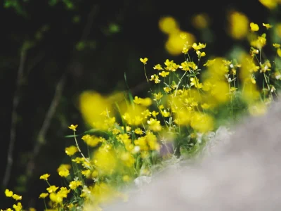 Cidades transformam terrenos urbanos em hábitats para flores silvestres