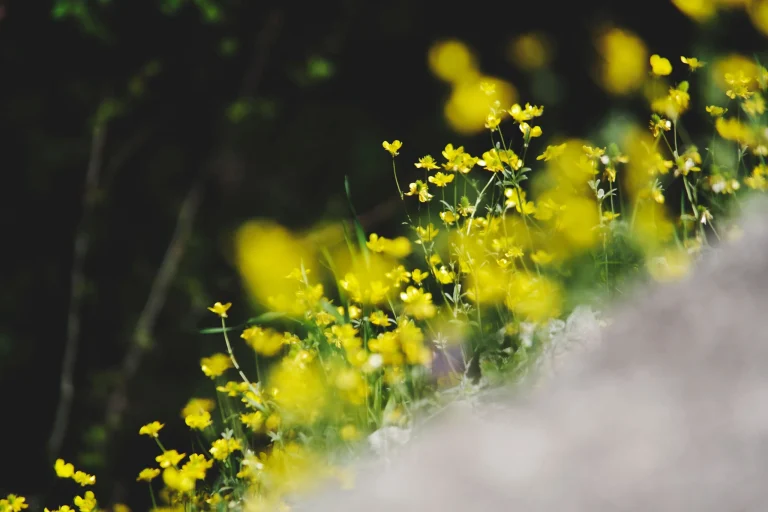 Cidades transformam terrenos urbanos em hábitats para flores silvestres