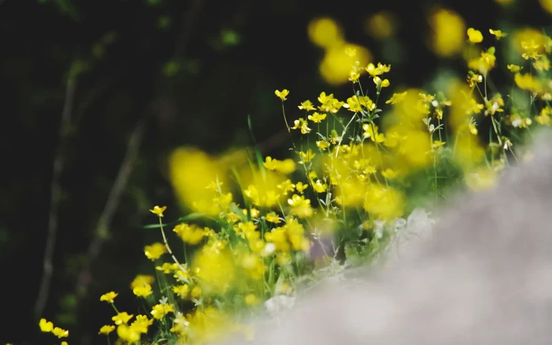 Cidades transformam terrenos urbanos em hábitats para flores silvestres