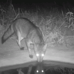 Câmeras registram fauna diversificada em projeto de recuperação no cerrado
