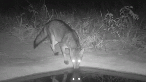 Câmeras registram fauna diversificada em projeto de recuperação no cerrado