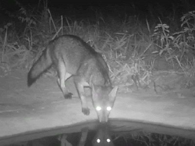 Câmeras registram fauna diversificada em projeto de recuperação no cerrado