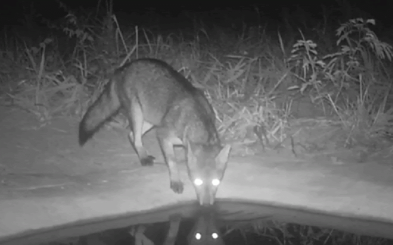 Câmeras registram fauna diversificada em projeto de recuperação no cerrado