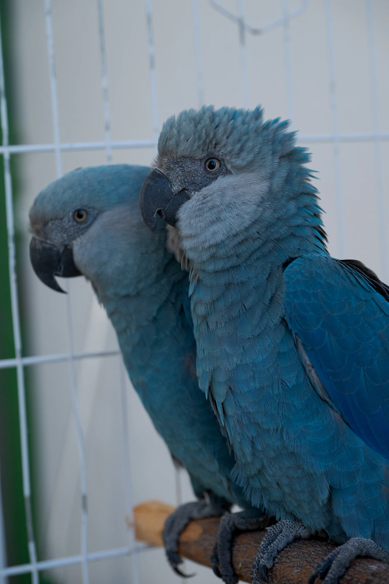 ararinha-azul, ICMBio