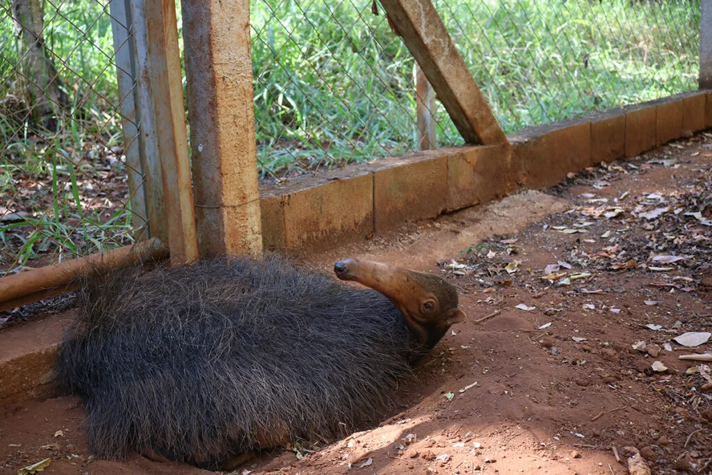 tamanduá
