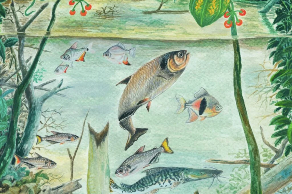 Amazônia possui mais de 2.700 espécies de peixes, revela novo relatório Amazônia peixes