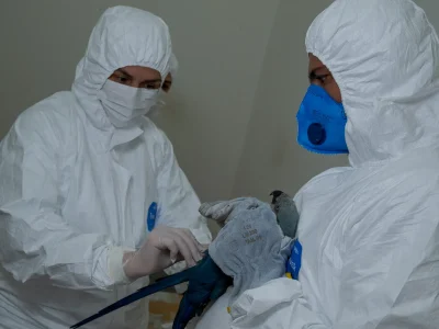 ICMBio intensifica controle sanitário após casos de circovírus em ararinhas-azuis