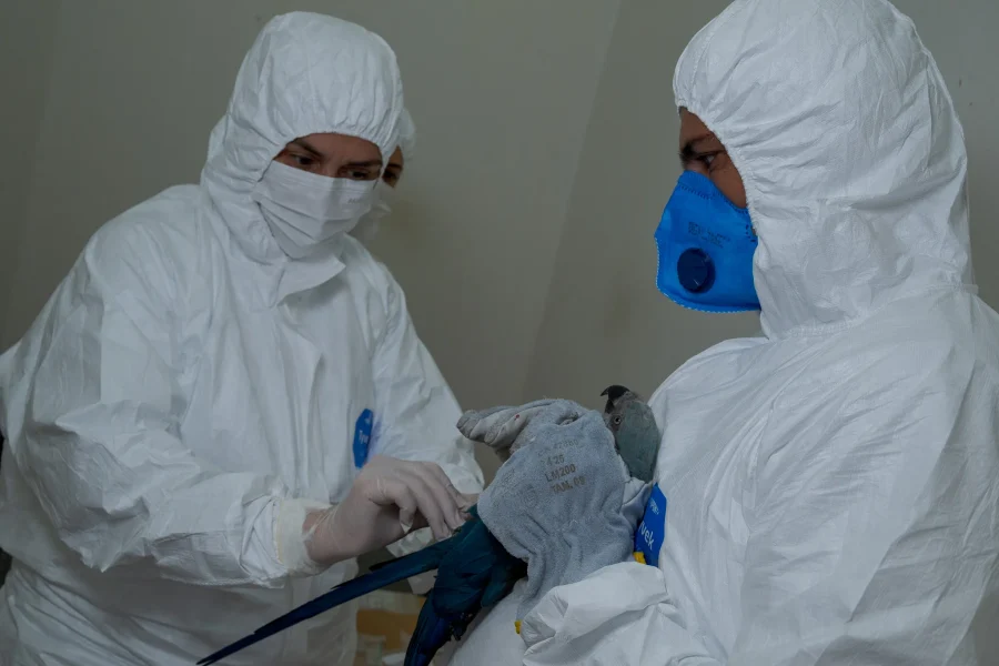 ICMBio intensifica controle sanitário após casos de circovírus em ararinhas-azuis