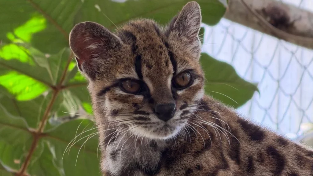 felino