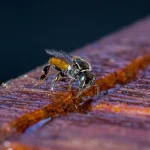 Colônia de 5,5 milhões de abelhas é descoberta em cemitério de Nova York