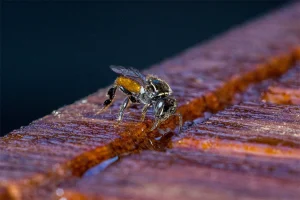 Colônia de 5,5 milhões de abelhas é descoberta em cemitério de Nova York