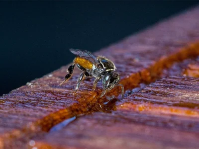 Colônia de 5,5 milhões de abelhas é descoberta em cemitério de Nova York