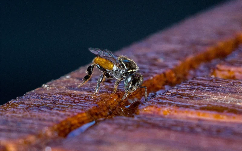 Colônia de 5,5 milhões de abelhas é descoberta em cemitério de Nova York
