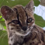 Descoberta nova espécie de felino: Leopardus tilcayo nas Yungas da Bolívia