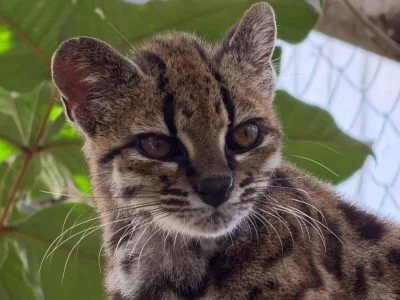 Descoberta nova espécie de felino: Leopardus tilcayo nas Yungas da Bolívia