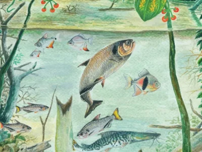 Amazônia possui mais de 2.700 espécies de peixes, revela novo relatório
