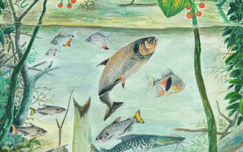 Amazônia possui mais de 2.700 espécies de peixes, revela novo relatório