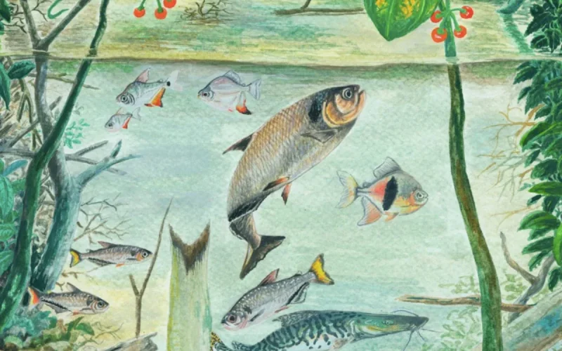 Amazônia possui mais de 2.700 espécies de peixes, revela novo relatório