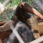 RPPN Jacob em Minas Gerais: referência na reabilitação de animais silvestres