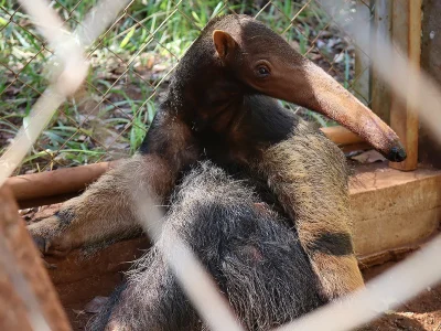 RPPN Jacob em Minas Gerais: referência na reabilitação de animais silvestres