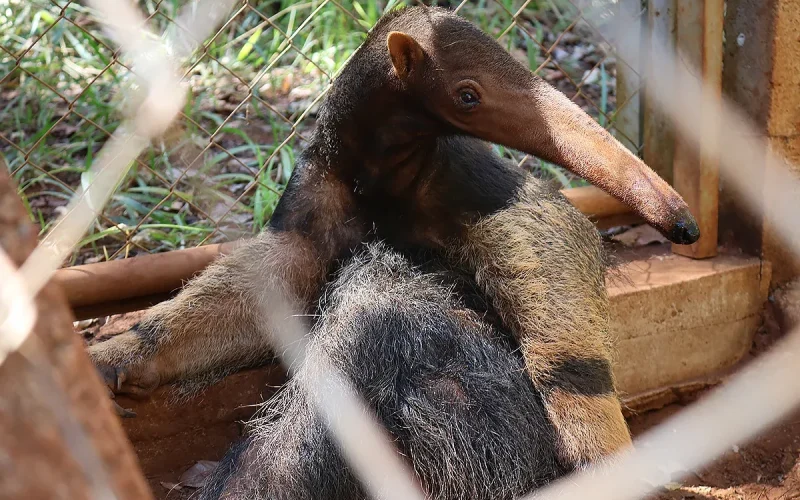 RPPN Jacob em Minas Gerais: referência na reabilitação de animais silvestres