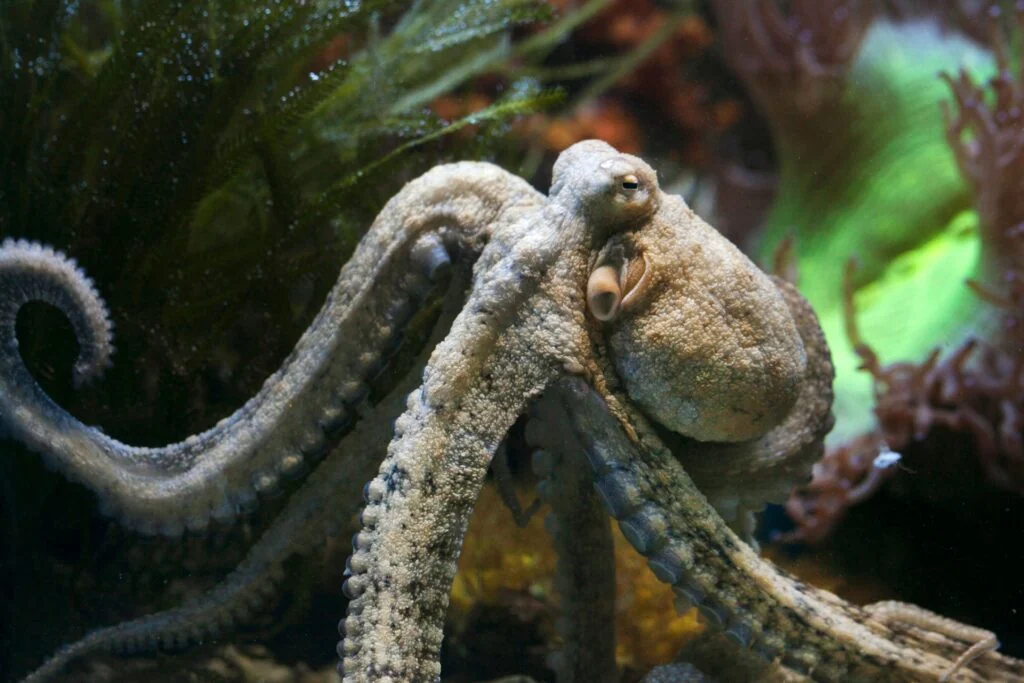 polvo