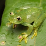 Nova perereca-de-vidro é descoberta no Cerrado brasileiro, ampliando a biodiversidade