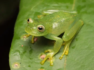 Nova perereca-de-vidro é descoberta no Cerrado brasileiro, ampliando a biodiversidade