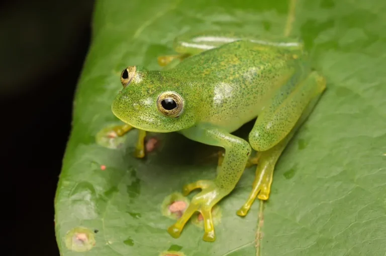 Nova perereca-de-vidro é descoberta no Cerrado brasileiro, ampliando a biodiversidade