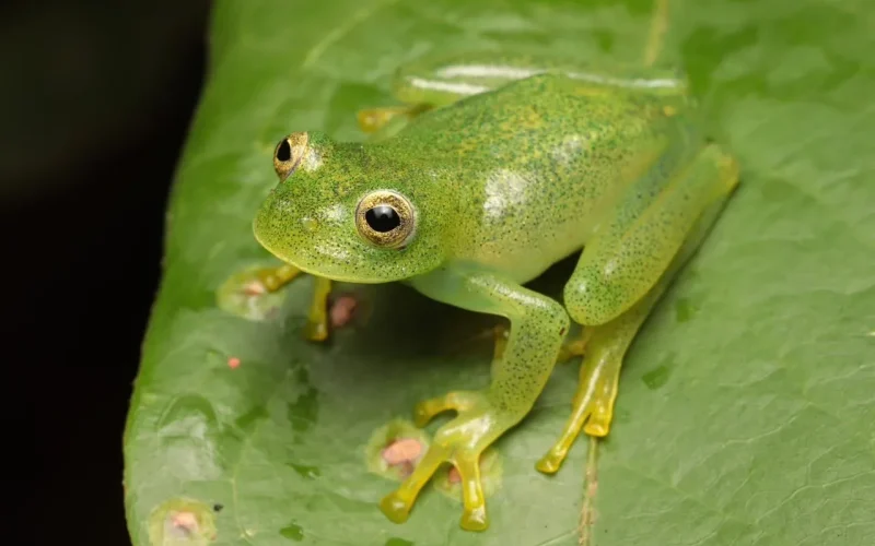 Nova perereca-de-vidro é descoberta no Cerrado brasileiro, ampliando a biodiversidade