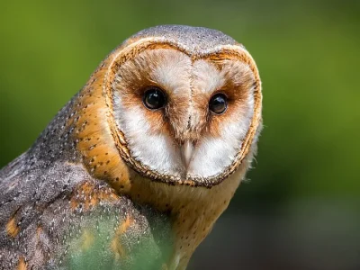 Halloween: Animais simbólicos e seu papel essencial na biodiversidade brasileira