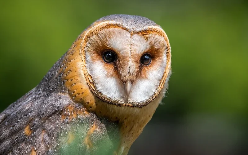 Halloween: Animais simbólicos e seu papel essencial na biodiversidade brasileira