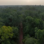 Desmatamento na Amazônia e Cerrado atinge menor nível histórico em 2026