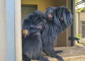 Nascimento de filhotes de sagui-da-serra-escuro reforça conservação da espécie