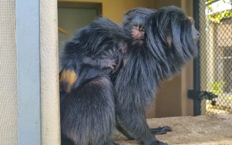 Nascimento de filhotes de sagui-da-serra-escuro reforça conservação da espécie